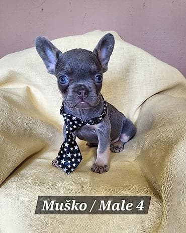 stenad: Francuski Bulldog štenci exotik boja. Stari 3 meseca, primili sve 3 — 4