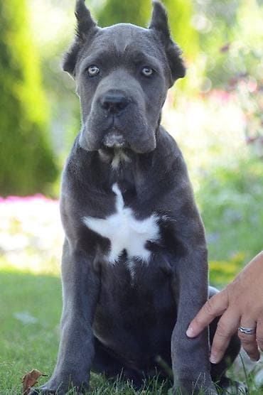sivi psi: Cane Corso, vrhunski štenci Nasa odgajivačnica Vam nudi štence Kane — 2