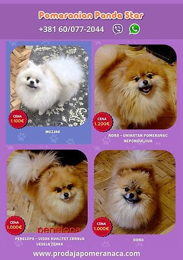 para ps: Pomeranian Panda Star je renomirana odgajivačnica Pomeranaca iz — 3