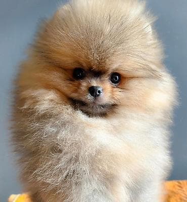 Sweatpants: Pomeranci.
Dostupni stenci vhunskog kvaliteta — 5