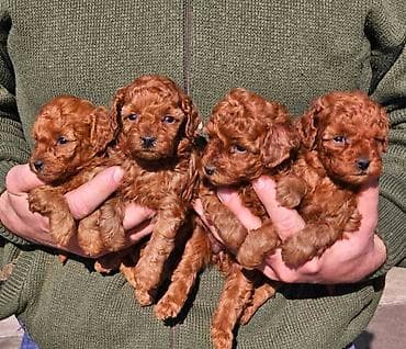 macke na poklon: Najmanje pudle, od najlepsih roditelja u Evropi samo u — 1