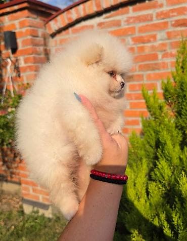 sterilisane macke na poklon: Teddy bear pomeranci, dve sestre, spremne su za preuzimanje. Bogato — 7