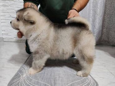 Pet Equipment & Accessories: Aljaski malamut štenci Štenci aljaskog malamuta spremni za — 10
