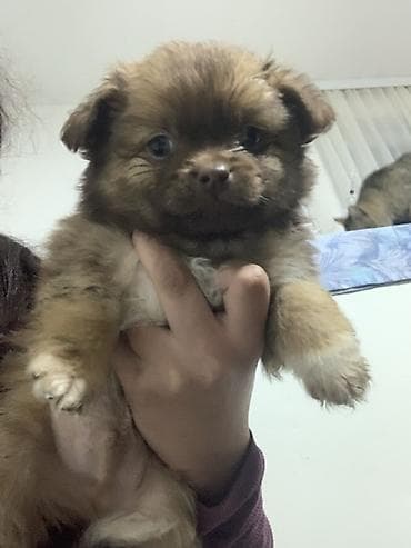 braon pudlica: Štene malih dimenzija – dugodlaki tip, braon boje Decak Rasa mesanac — 3