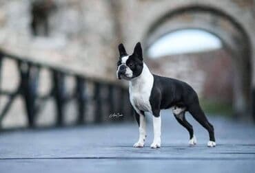pudlice na prodaju: Boston terrier kennel Srcky's Fci 3759 osnovana 1997 oglasava za — 3
