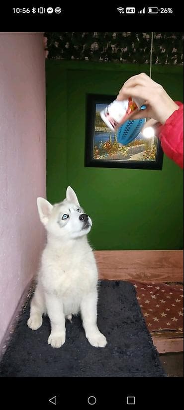 psi na prodaju bosna i hercegovina: Sibirski haski štenci – leglo Archangel, odgajivačnica Angel Vision — 4