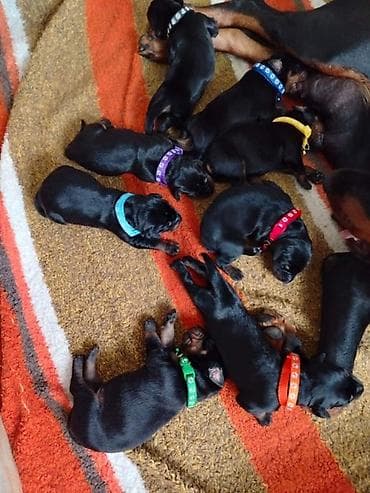 mali psi za stan cena: Na prodaju štenci dobermana – vrhunsko poreklo Oštenjeni 17.06.2026 — 4