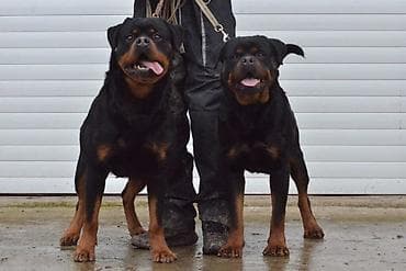 Dogs: R O T V A J L E R štenci, spremni za nove domove, oštenjeni 12. 04 — 4