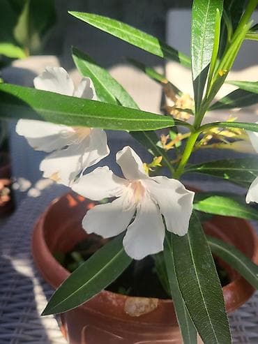 za suncanje: Beli oleander - Vrsta: Nerium oleander (beli kultivar) - Biljka sa — 3