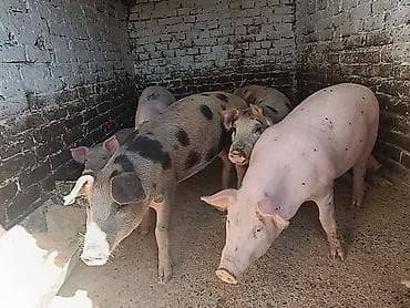 domace koke na prodaju: 6 nazimadi – 3 ženske (pogodne za dalji priplod) i 3 muška — 2