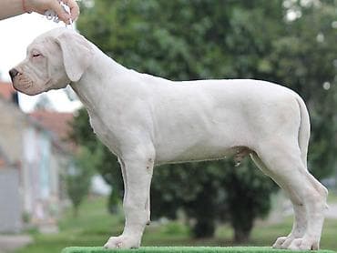 sorcamajicatorbica na poklon: Legle dogo argentino štenaca Sa ponosom predstavljamo vrhunsko leglo — 5
