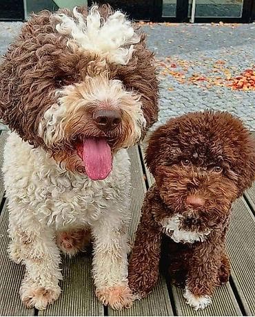 psi za lov: Lagoto Romanjolo štenci Dostupno novo leglo pasa rase LAGOTTO — 1