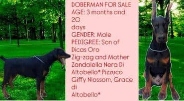 Životinje: Doberman štenci Na prodaju štenci rase Doberman, stari 4 meseca i 15 — 4
