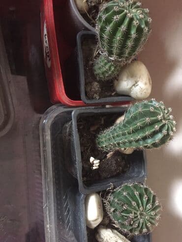 aloja kaktus: Kaktusi 100 dinara — 8