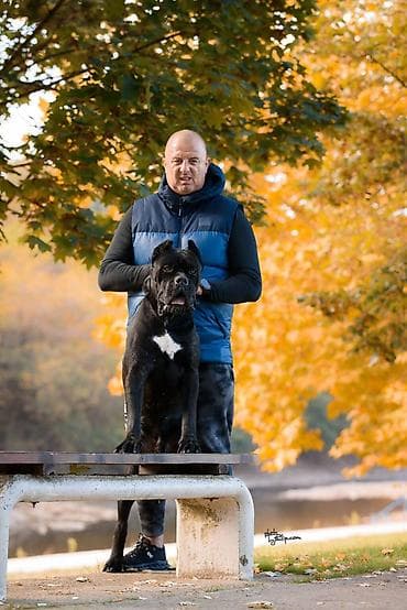 mops na poklon: Na prodaju prelep mužjak Cane Corso, star 2,5 godine. Socijalizovan — 2