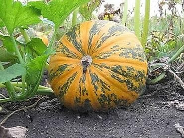 subler za trupce: 03. Bundeva golica seme Cena 950din/20 semenki Golica je tikva koja — 2