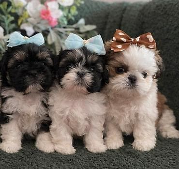 Prelepi Shih Tzu štenci iz registrovane FCI/KSS odgajivačnice „Moon — 1