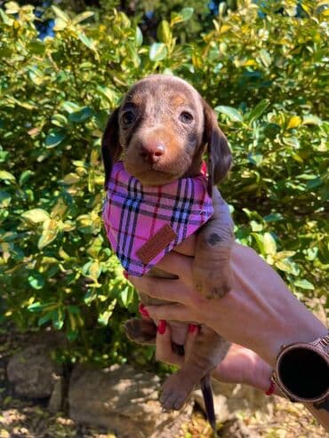 egzoticne ptice prodaja: Odgajivacnica pasa "Happy Puppies" ima u ponudi patuljaste jazavicare — 5