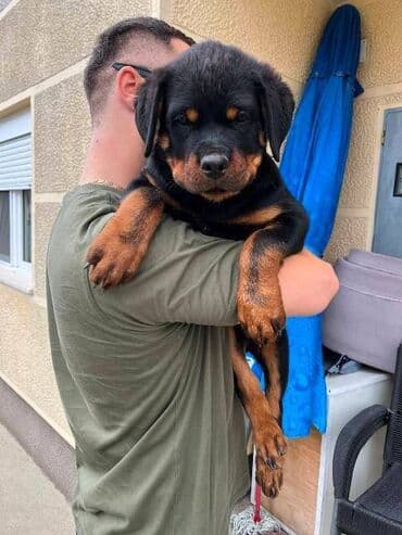 Psi: Rotvajler, vrhunski štenci U ponudi vrhunsko leglo rase Rottweiler — 5
