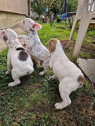 Štenci francuskog buldoga, oštenjeni 28.07, čekaju svoje nove