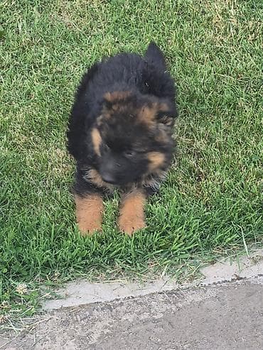 dog: Na prodaju još 2 zenke iz legla dugodlakog nemačkog ovcara. Štenci su — 9