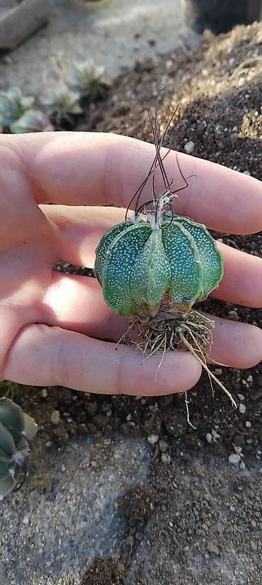 pepco sator za decu: Astrophytum asterias/mirostiigma tip – mlade biljke sa korenom - Rod — 2