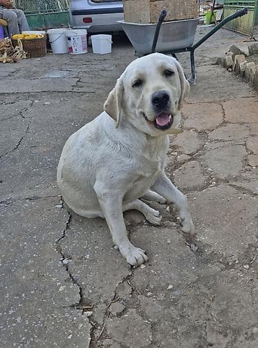 Ptice: Poklanjam psa beli Labrador curica stara 2.5 — 2