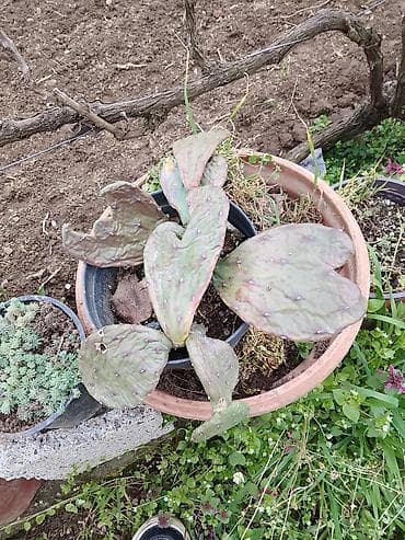 fotelje za terasu: Sukulenti u saksijama – više vrsta - Sedum (različite sorte) — 3