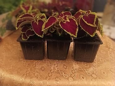cvece debela koka: Ukrasna sobna biljka – Koleus (Coleus blumei) u saksiji - Sorte sa — 2