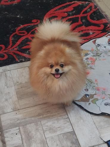 njuškalo psi pekinezeri na poklon: Pomeranian Star renomirana odgajivačnica pomeranaca iz Beograda je — 4