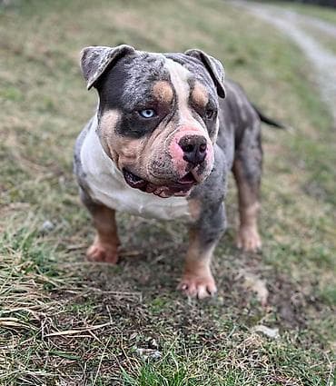 pomeranac mini cena: American bully pocket zenka crne boje Bea i plavi tri color Merle — 2