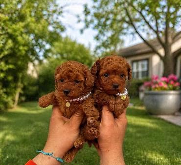 mali akvarijum za ribice cena: Teacup pudle U ponudi predivni štenci teacup pudle, izuzetno sitne — 2