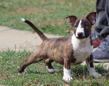 francuski pit bul: Na prodaju prelepi štenci mini bul terijera, stari 2 meseca. Štenci su — 12