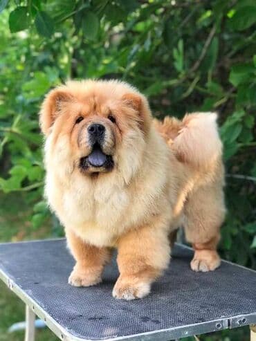 kucni psi: Chow Chow / Čau Čau štenci Chow Chow / Čau Čau štenci na prodaju! — 7
