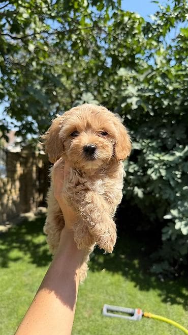 gonici prodaja: Maltipoo kucici,prelepi,odgajani u kuci.Ocisceni od — 2