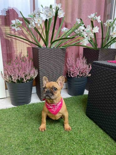 francuski buldog plavi cena: Odgajivacnica "Happy Puppies" ima u ponudi prelepe stence francuski — 10