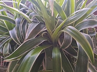 jasmin cvece slike: Sanseverije, velike biljke sa prve, druge i trece slike su 3500 — 10