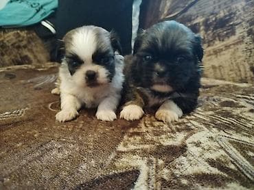 nimfa papagaj cena: Štenci malog rasta – pahuljaste maze - Dva šteneta sitne građe — 1