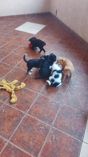 malinoa 5 meseci: Poklanjam 5 štenaca, stara 3 meseca, majka Border koli. Štanci se — 6