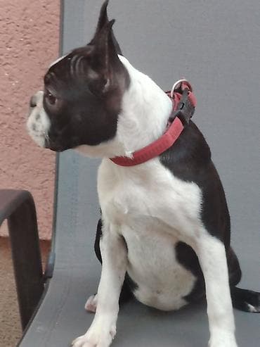 francoski buldog cena: Štene boston terijera, u ponudi ženka starosti 6 meseci. Idealna za — 3