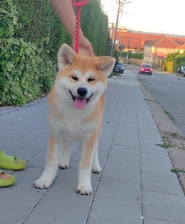 maltezer cena srbija: AKITA INU – VRHUNSKO FCI LEGLO | KUMA KAI KENNELS Odgajivačnica Kuma — 4
