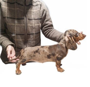 Mlado štene jazavičara (dachshund), kratkodlaki tip, u retkoj — 2