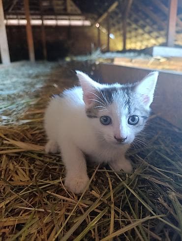 poklanjam pekinezera: Poklanjam dve mace, stare oko 2 meseca . Okolina Kragujevca — 1