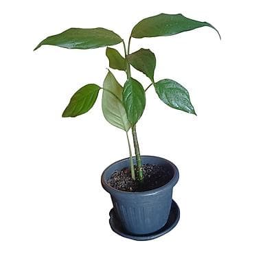 hidrofor za vodu: Sobna biljka – Aglaonema (Chinese Evergreen) u saksiji fi17cm - — 2