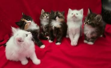 Psi: Norveški šumski mačići Međunarodno registrovana odgajivačnica — 2