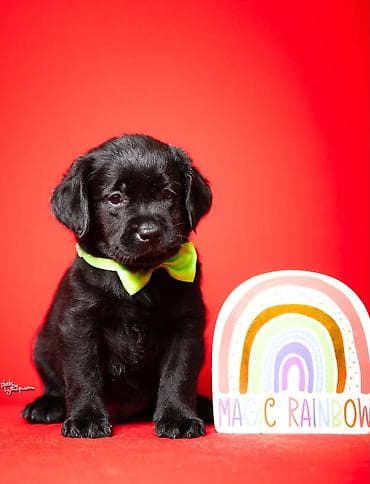 tocak za macke: Crni i braon mužjak Labrador retrivera  Crni i braon mužjak iz — 3