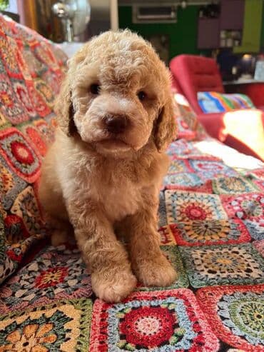 golubovi kupujem prodajem 2 strana: Nasa odgajivacnica lagotto romagnolo pasa A GANG OF LAGOTTA FCI 7244 — 11
