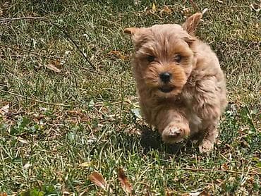 mini maltezer prodaja: Maltipoo stenci spremni su za preuzimanje. Mama je maltezer malog — 3
