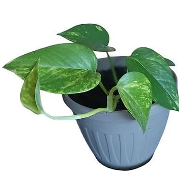 Pothos (Epipremnum aureum) u saksiji prečnika 15cm - Vrsta: sobna