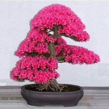 mini motorne testere: Sakura Bonsai mini japanska trešnja seme
Cena: 550din/5 semenki — 2